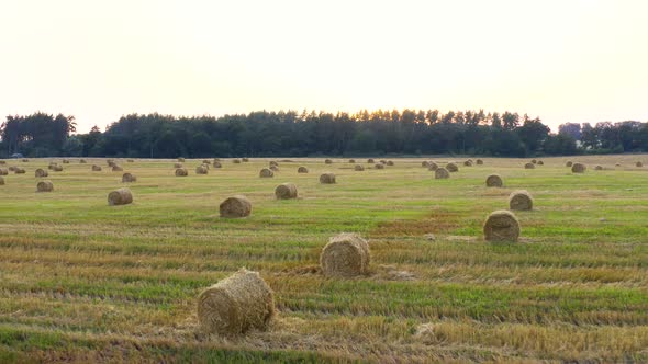 Harvest