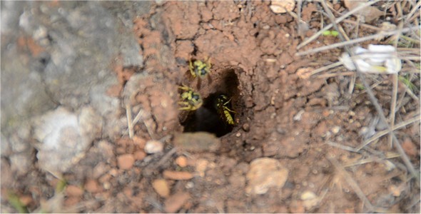 Wasps 3