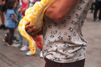 Yellow python. snake, closeup side view an unrecognizable man holding white and yellow python snake