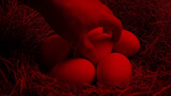 Egg Picked Up Under Red Heat Lamp