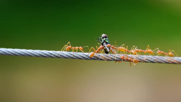 red ant colony walking across the wire