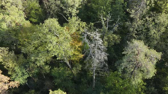 Aerial View of Trees in the Forest