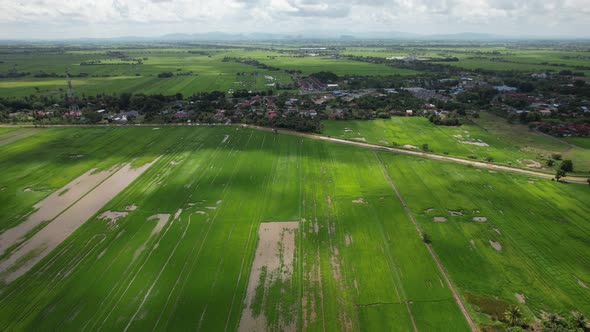 The Paddy Rice Fields of Kedah and Perlis, Malaysia