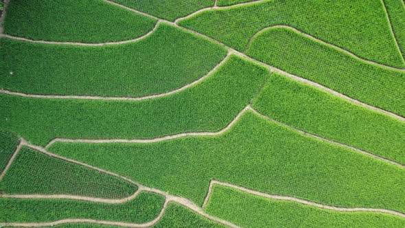Rice Field Aerial Vertical View