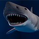 White Shark 3d Model - 3DOcean Item for Sale