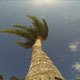 Time Lapse of Palm Trees and Sky - VideoHive Item for Sale