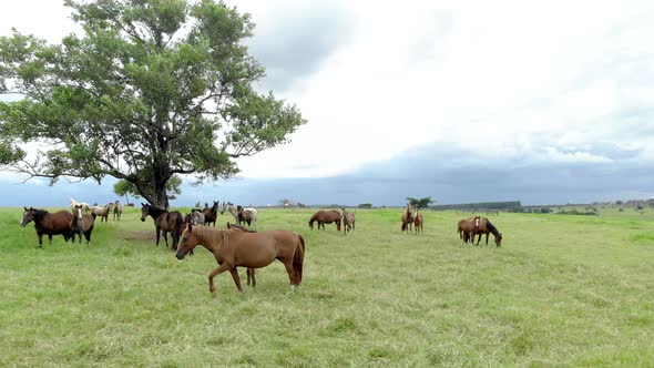 Horse herd on the pasture