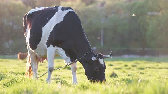 Milk Cow Grazing on Green Farm Pasture on Summer Day