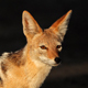 Black-Backed Jackals Calling - AudioJungle Item for Sale