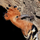 African Hoopoe Calling - AudioJungle Item for Sale