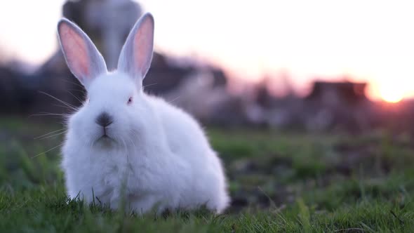 Rabbit on Green Grass at Sunset White Rabbit Little Rabbit