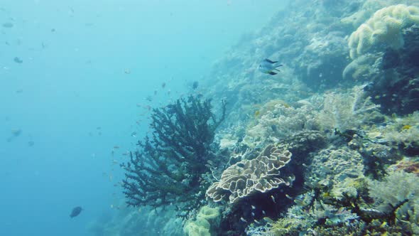 Coral Reef and Tropical Fish. Leyte, Philippines.