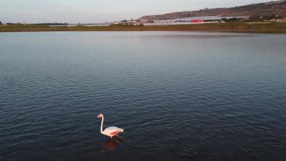 Flamingos wading through coastal water, pink greater flamingos