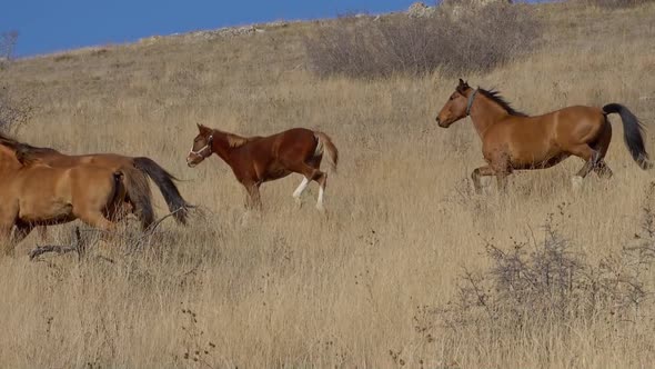 a Herd of Horses Runs Down a Hillside with Dry High Grass