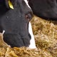 Dairy cows reared for milk production. Many cows eating hay on feeding trough - VideoHive Item for Sale