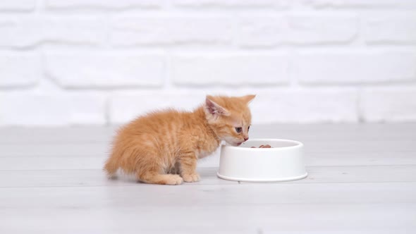 Close Up Little Red Ginger Striped Kitten Eating Canned Cat Food for Small Kittens From White Bowl