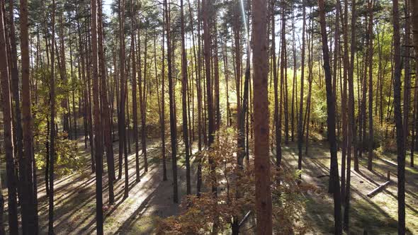 Forest with Trees in an Autumn Day