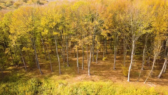 Autumn forest with bright orange and yellow leaves. Dense woods in sunny fall weather.