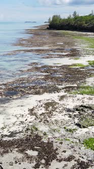 Vertical Video of Low Tide in the Ocean Near the Coast of Zanzibar Tanzania