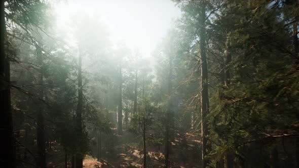 Sequoia National Park Under the Fog Mist Clouds