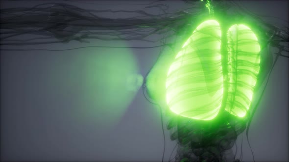 Human Lungs Radiology Exam alt