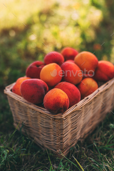 Handpicked ripe apricot fruit in wicker basket on organic orchard ground, vertical image
