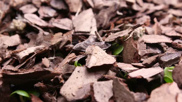 Germinating Plant Timelapse