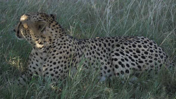 Cheetah lying down on grass