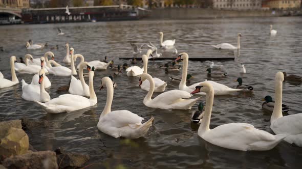 Swans on the Banks of the Vltava in Prague