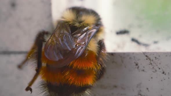 Mason Bee brushing pollen off its abdomen