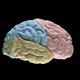 Brain - VideoHive Item for Sale