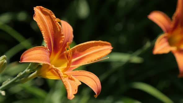 Day-lily beautiful flower close-up 4K 2160p 30fps UltraHD footage - Hemerocallis fulva orange plant 