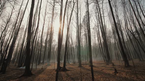 Aftermath of Forest Fire Smoking Charred Tree Trunks and Branches