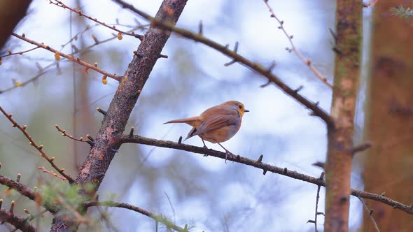 Perching European Robin On Leafless Branches Then Fly Away. Selective Focus Shot