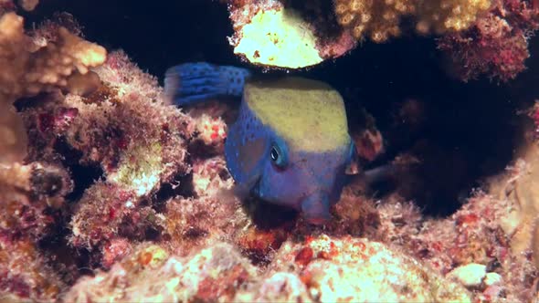 Bluetail Boxfish (Ostracion cyanurus) swimming under coral rock in the Red Sea