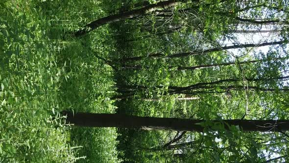 Vertical Video of Forest Landscape in Summer Slow Motion