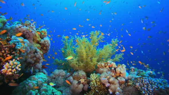 Underwater Colorful World