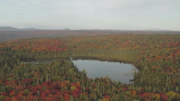 A small calm pond surrounded by endless forest in peak fall foliage AERIAL