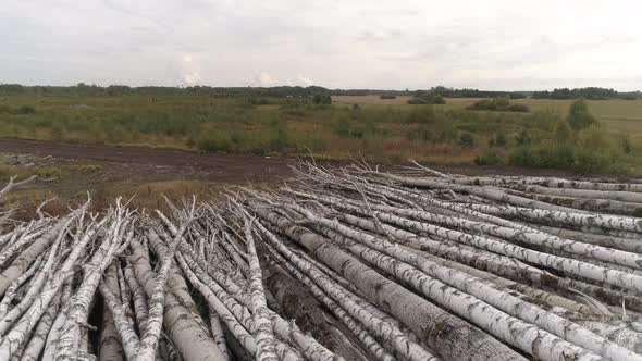 Tree Logs Stacked in the Pile 19