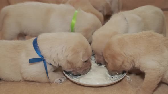 Labrador Puppies Eats From a Plate