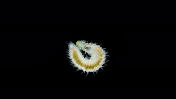 Worm Polychaeta Order Eunicida Under a Microscope