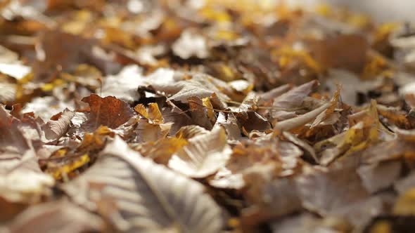 Autumn leaves lying in the forest and the sun is shining on it. Autumn background.