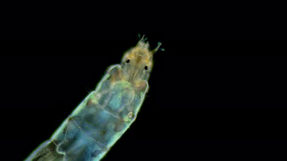 Insecta Midge Larva Chironomidae Under the Microscope Order Diptera