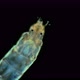 Insecta Midge Larva Chironomidae Under the Microscope Order Diptera - VideoHive Item for Sale