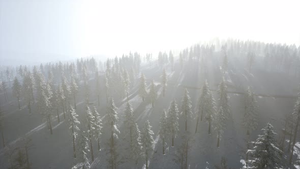 Aerial View of Forest During Cold Winter Morning