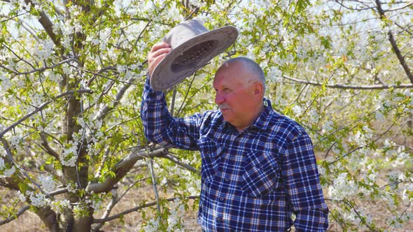 The Senior Farmer Puts His Hat on and Walks Through the Orchard