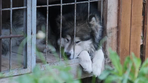 Large Pedigree Dog Lie in a Large Booth Behind Bars on the Street