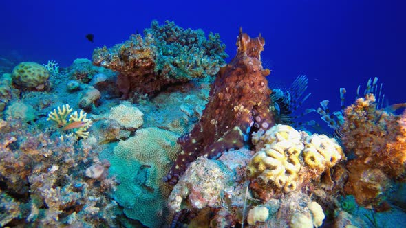 Undersea Octopus
