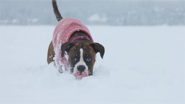 Dog Playing in the Snow