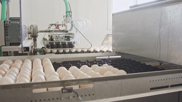 Machine sorting fresh eggs in a chicken farm